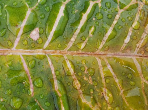 Leaf With Water Droplets